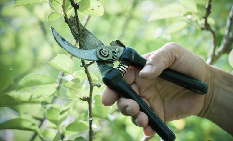 Servicios de jardineria: Servicios de Obras y Reformas El Paleta.com Servicios de jardineria: Servicios de Obras y Reformas El Paleta.com