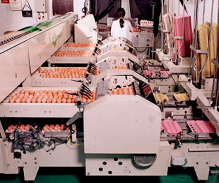 Máquina clasificadora de huevos automática