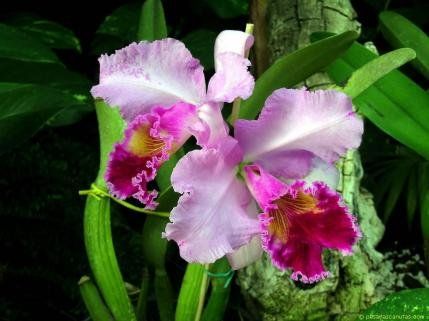 Plantas: Viveros de jardinería de Esspora Plantas: Viveros de jardinería de Esspora