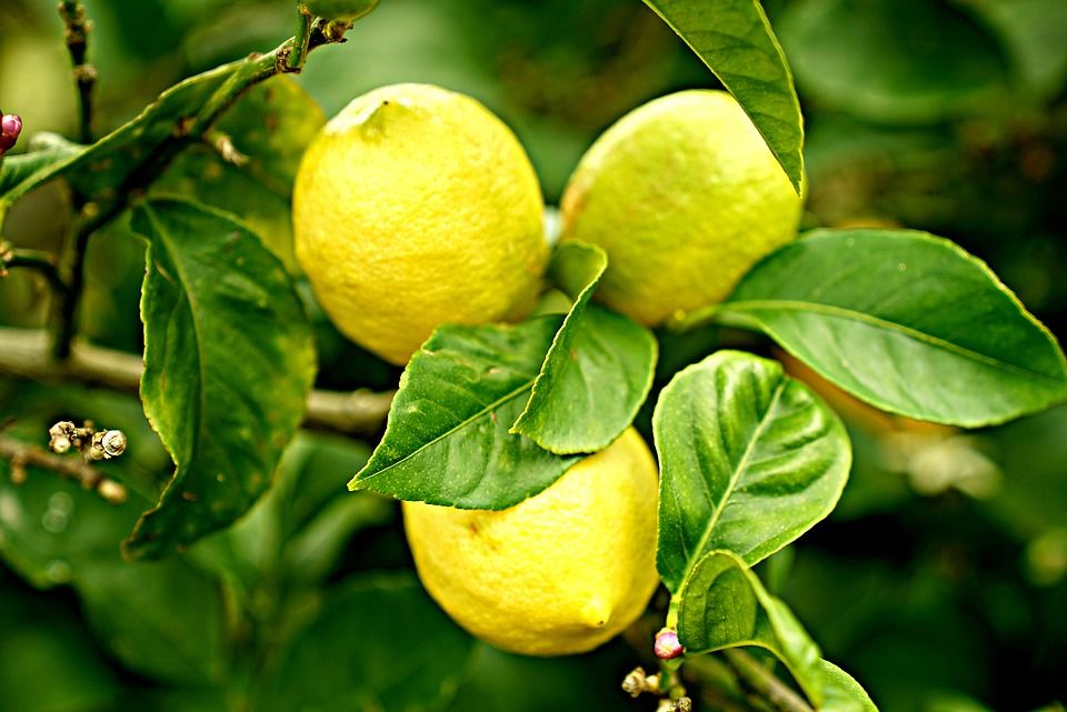 Plantas: Viveros de jardinería de Esspora Plantas: Viveros de jardinería de Esspora