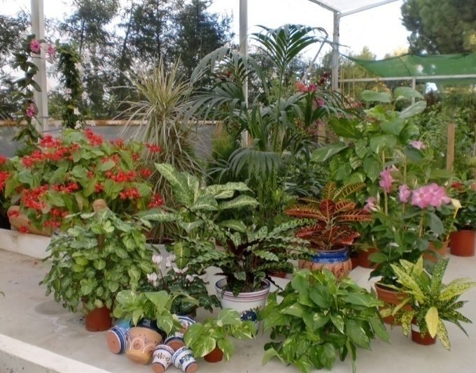Nuestro vivero: Viveros de jardinería de Esspora Nuestro vivero: Viveros de jardinería de Esspora