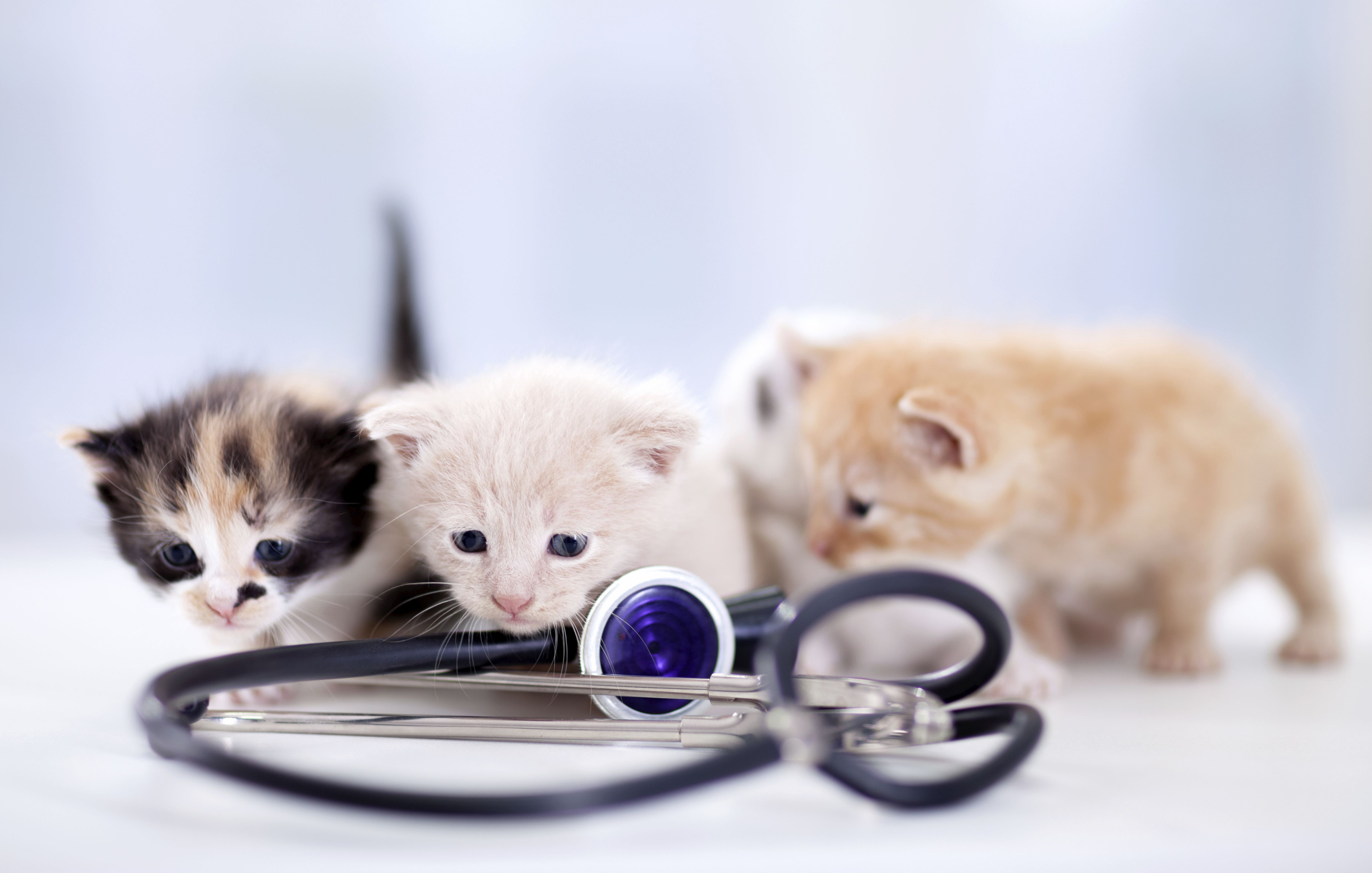 Asesoramiento Veterinario: Servicios de Mascotas Dreams Asesoramiento Veterinario: Servicios de Mascotas Dreams