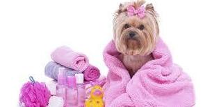 Ofertas y Promos: Servicios de Mascotas Dreams Ofertas y Promos: Servicios de Mascotas Dreams