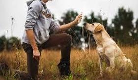 Adiestramiento y alojamiento canino: Servicios de Mascotas Dreams Adiestramiento y alojamiento canino: Servicios de Mascotas Dreams