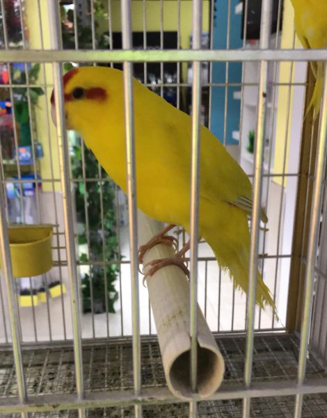 Aves: Servicios de Mascotas Dreams Aves: Servicios de Mascotas Dreams