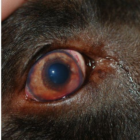 Medicina interna canina y felina: Servicios de Anubis Clínica Veterinaria Medicina interna canina y felina: Servicios de Anubis Clínica Veterinaria