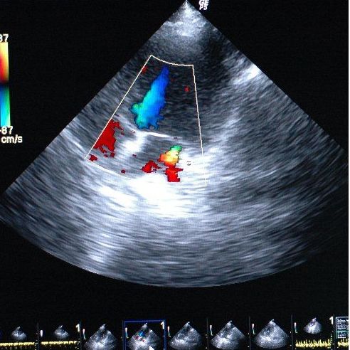 Diagnóstico por la imagen: Servicios de Anubis Clínica Veterinaria Diagnóstico por la imagen: Servicios de Anubis Clínica Veterinaria
