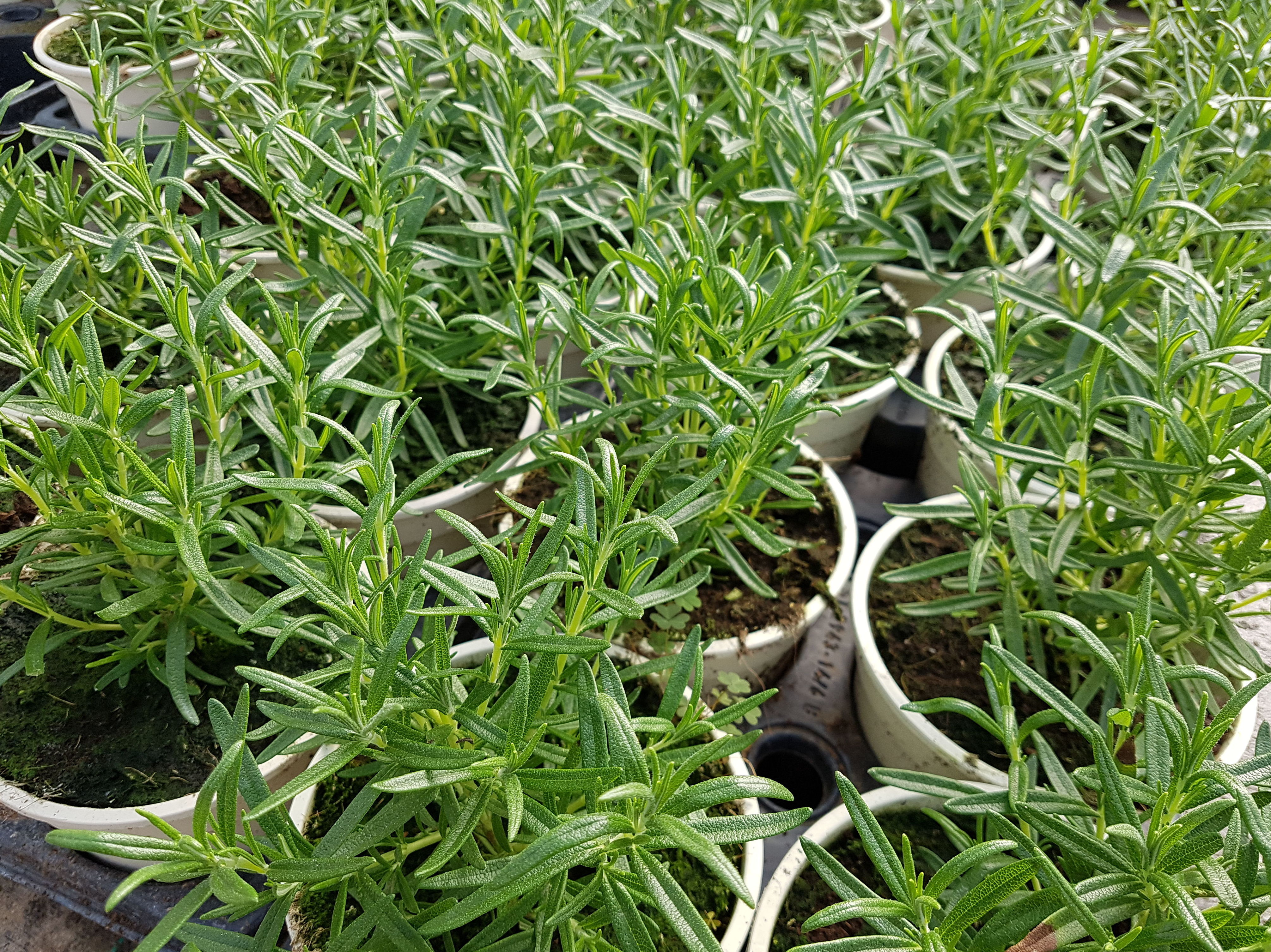 PLANTAS AROMÁTICAS Y CULINARIAS: Conoce nuestro vivero de Viveros Algeplant PLANTAS AROMÁTICAS Y CULINARIAS: Conoce nuestro vivero de Viveros Algeplant