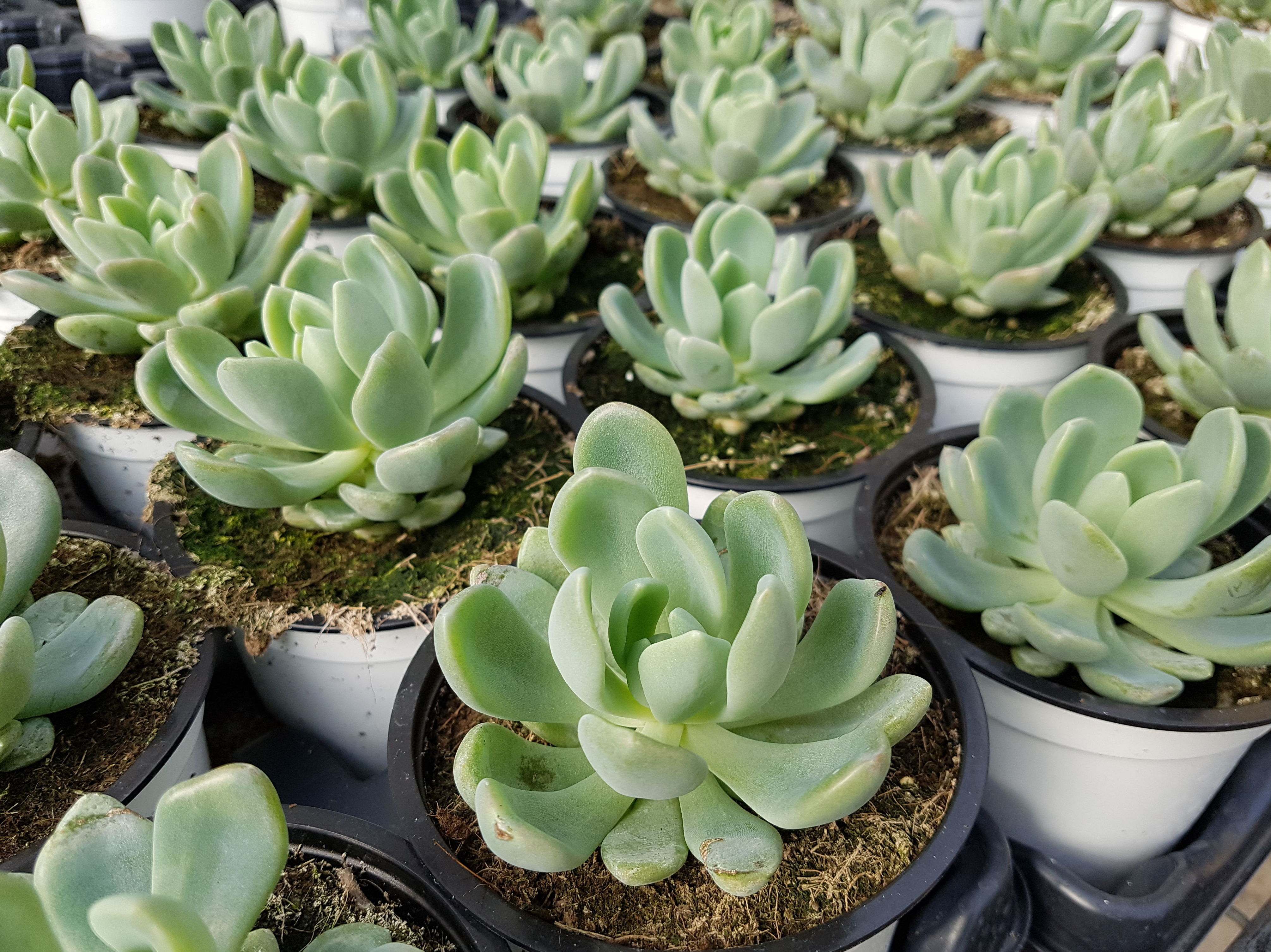 PLANTAS CRASAS: Conoce nuestro vivero de Viveros Algeplant PLANTAS CRASAS: Conoce nuestro vivero de Viveros Algeplant
