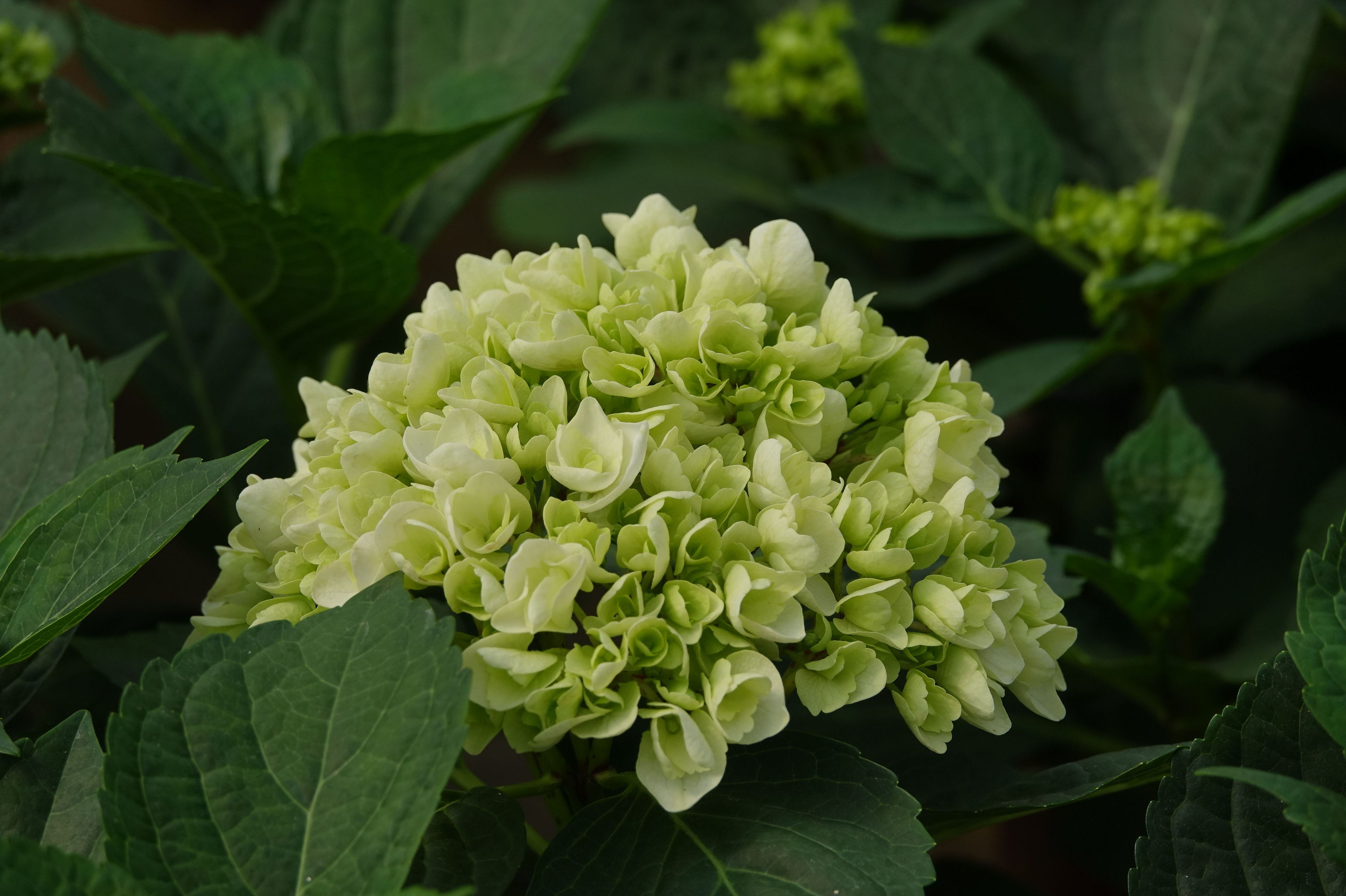 PLANTAS ARBUSTIVAS: Conoce nuestro vivero de Viveros Algeplant PLANTAS ARBUSTIVAS: Conoce nuestro vivero de Viveros Algeplant