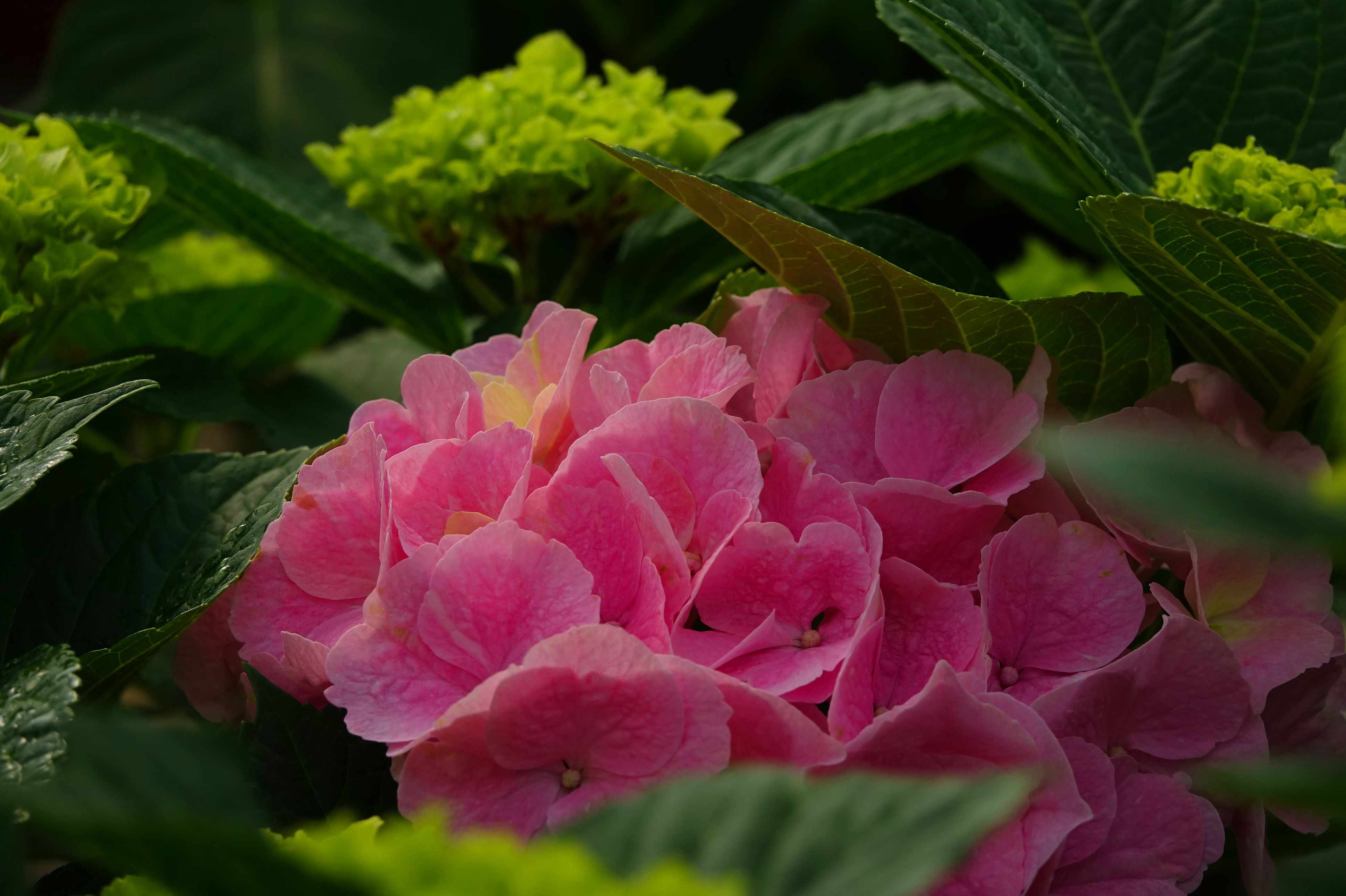 PLANTAS ARBUSTIVAS: Conoce nuestro vivero de Viveros Algeplant PLANTAS ARBUSTIVAS: Conoce nuestro vivero de Viveros Algeplant