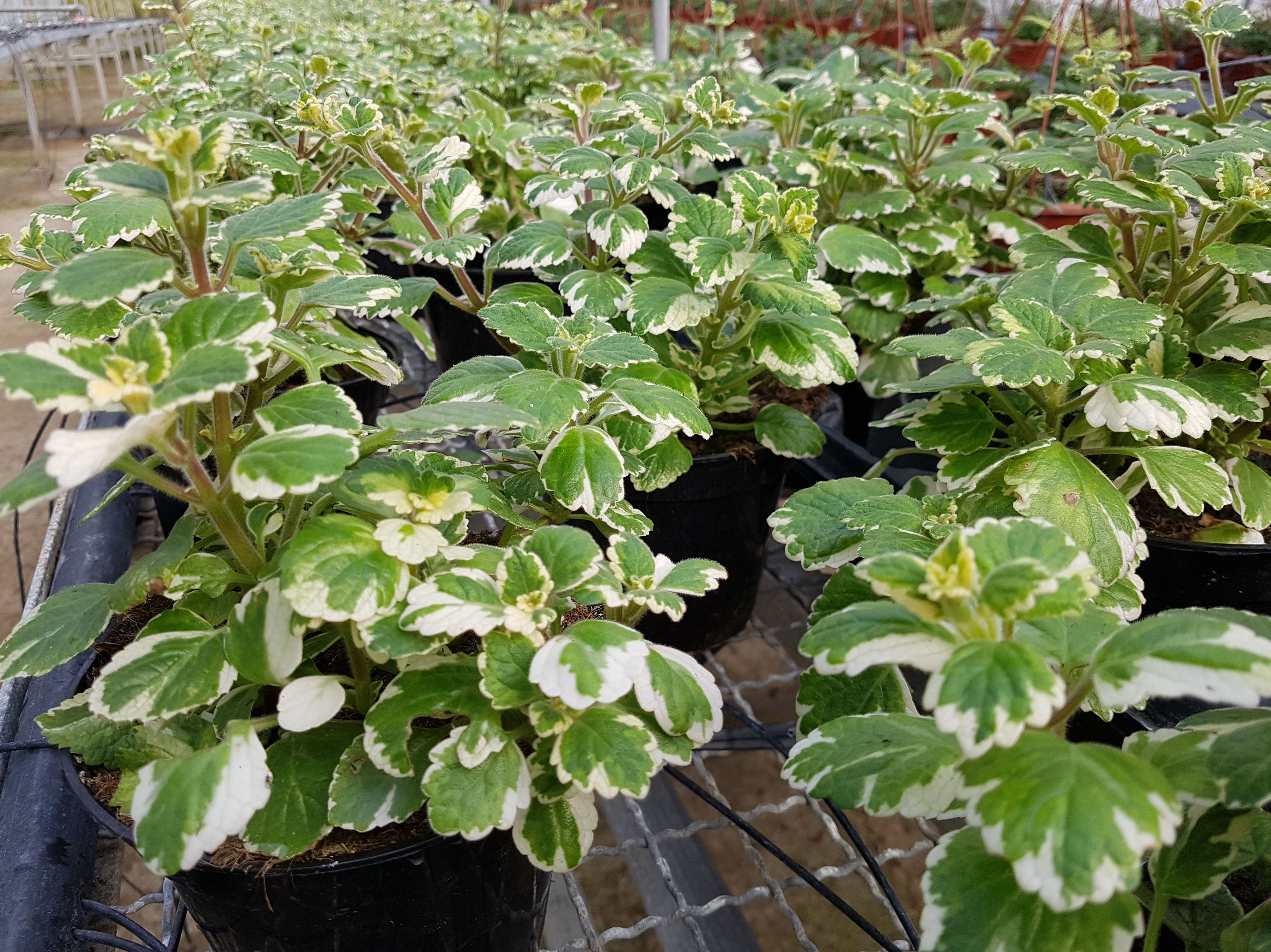 PLANTA VERDE DE INTERIOR: Conoce nuestro vivero de Viveros Algeplant PLANTA VERDE DE INTERIOR: Conoce nuestro vivero de Viveros Algeplant