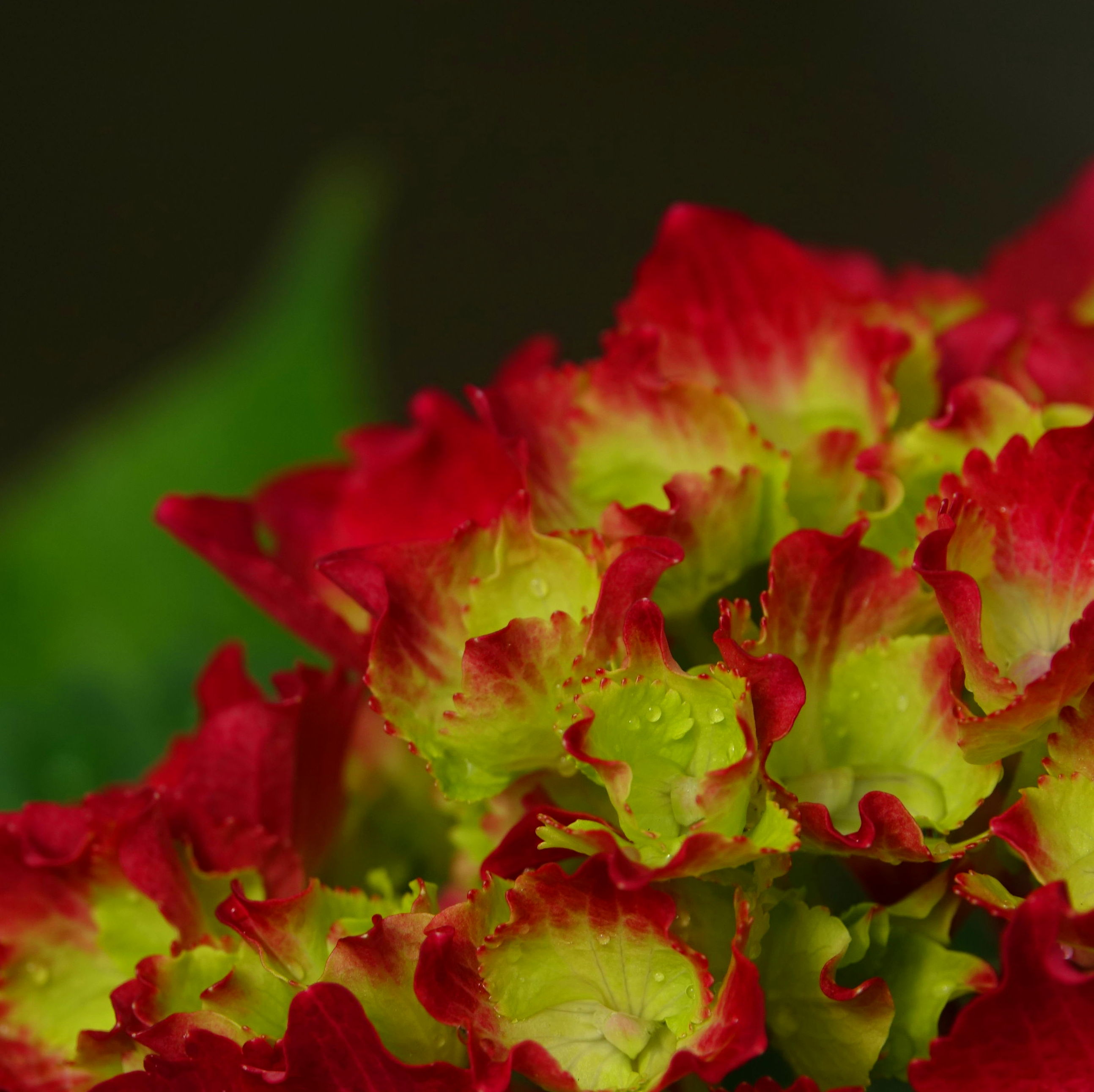 PLANTAS ARBUSTIVAS: Conoce nuestro vivero de Viveros Algeplant PLANTAS ARBUSTIVAS: Conoce nuestro vivero de Viveros Algeplant