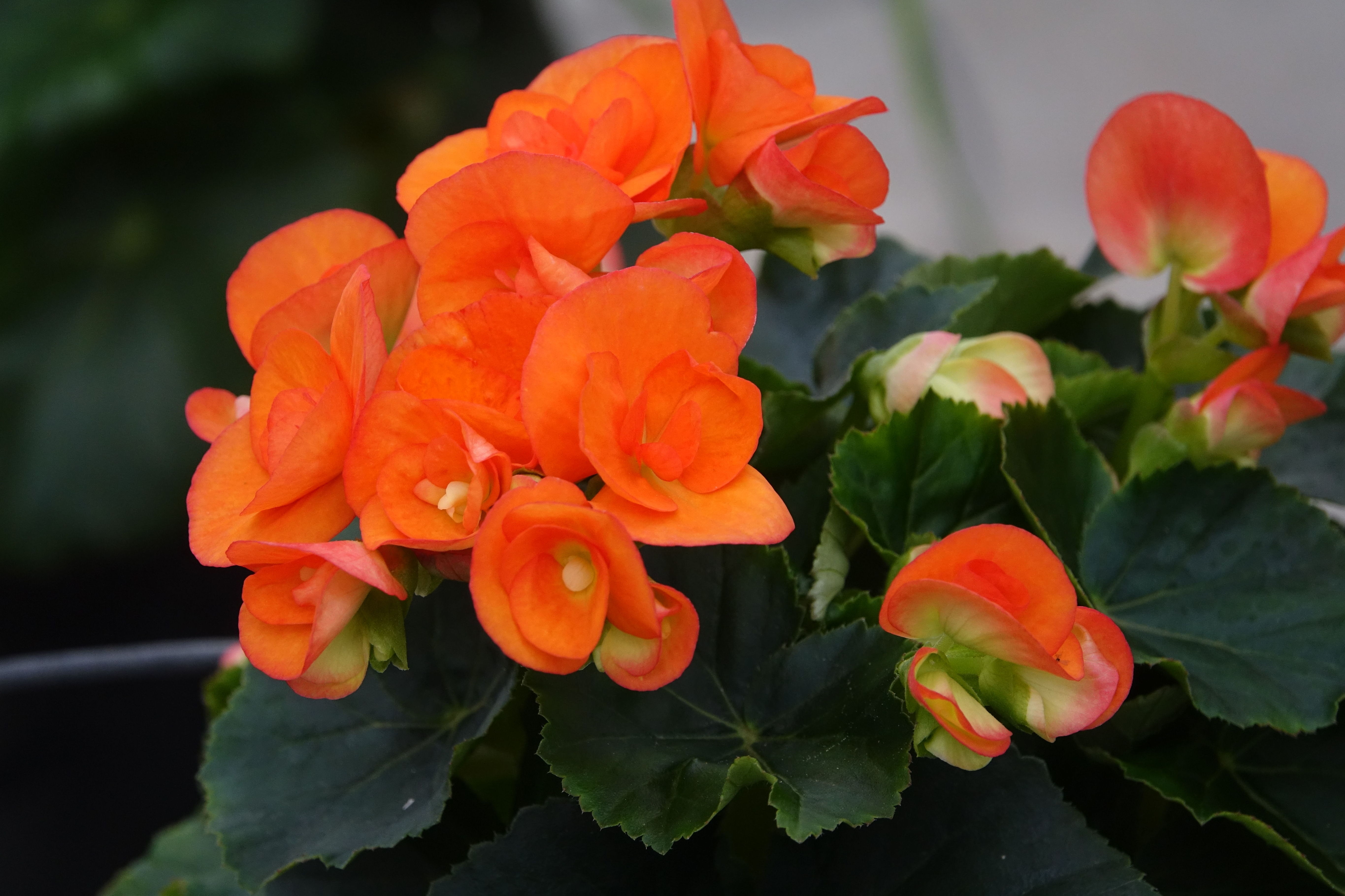 PLANTA DE TEMPORADA: Conoce nuestro vivero de Viveros Algeplant PLANTA DE TEMPORADA: Conoce nuestro vivero de Viveros Algeplant
