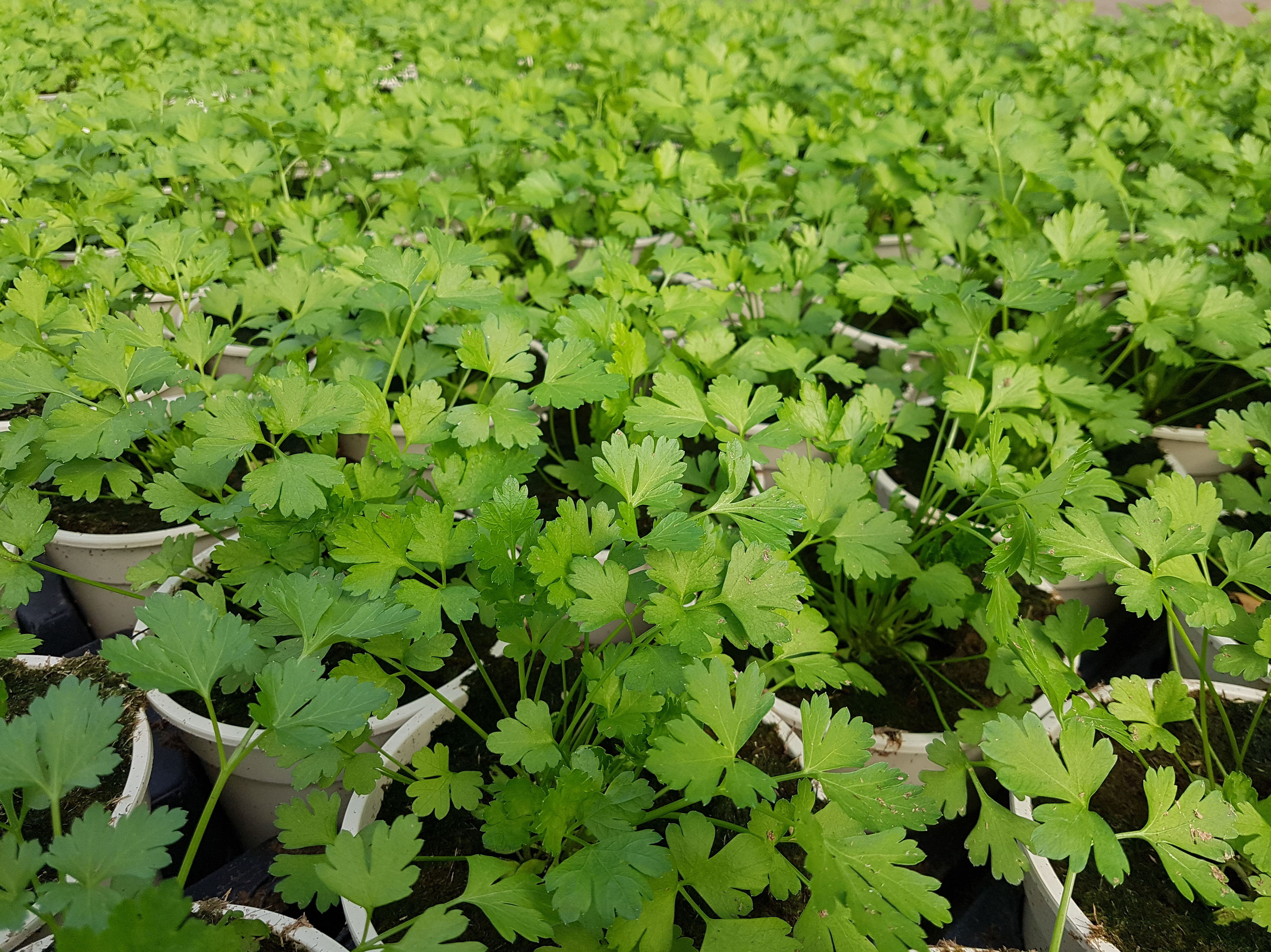 PLANTAS AROMÁTICAS Y CULINARIAS: Conoce nuestro vivero de Viveros Algeplant PLANTAS AROMÁTICAS Y CULINARIAS: Conoce nuestro vivero de Viveros Algeplant
