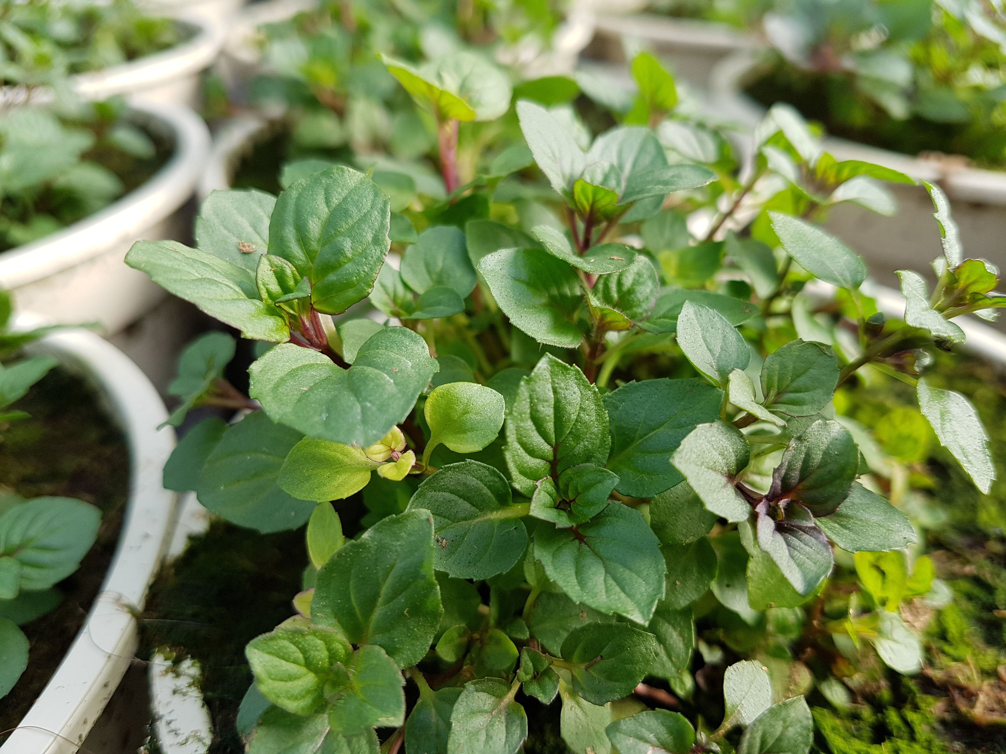 PLANTAS AROMÁTICAS Y CULINARIAS: Conoce nuestro vivero de Viveros Algeplant PLANTAS AROMÁTICAS Y CULINARIAS: Conoce nuestro vivero de Viveros Algeplant