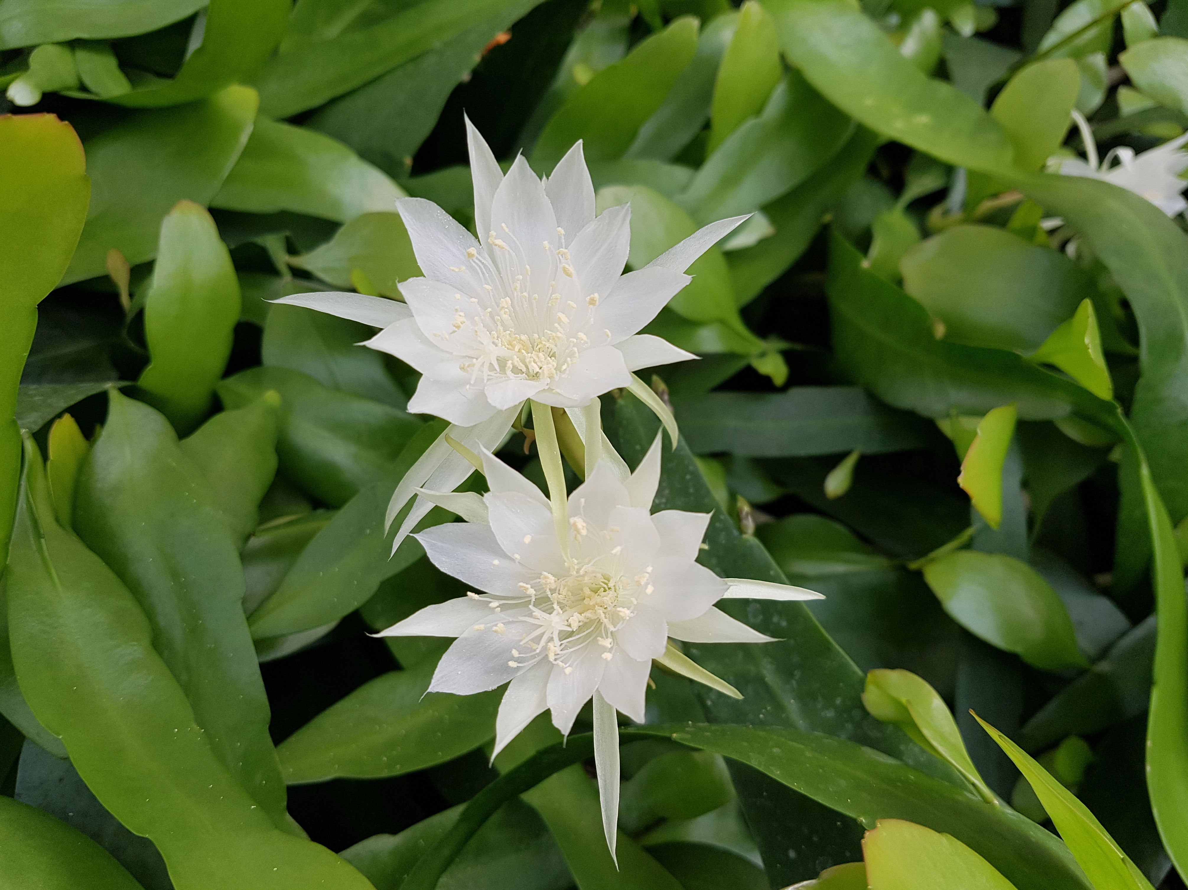 PLANTAS CRASAS: Conoce nuestro vivero de Viveros Algeplant PLANTAS CRASAS: Conoce nuestro vivero de Viveros Algeplant