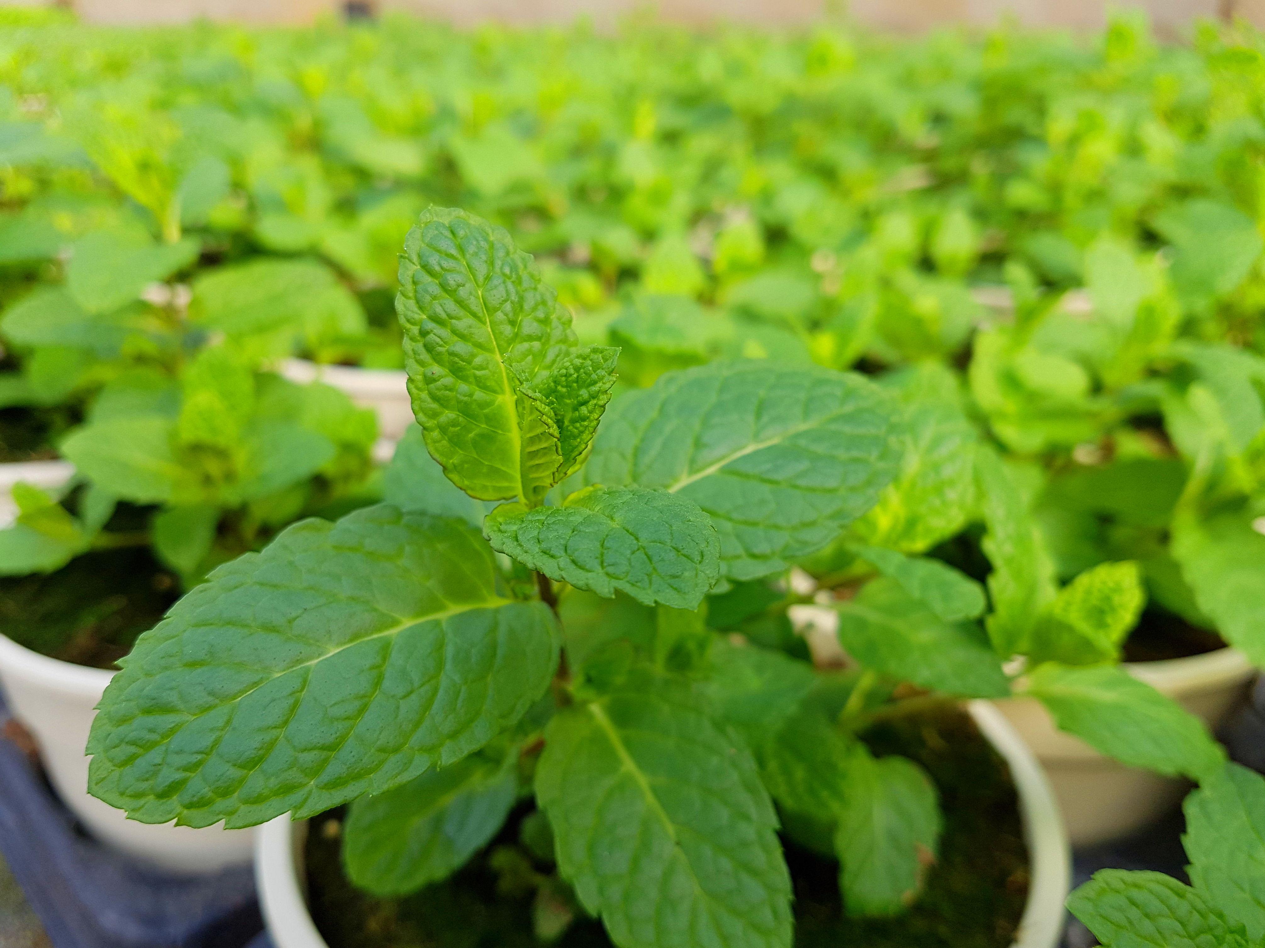 PLANTAS AROMÁTICAS Y CULINARIAS: Conoce nuestro vivero de Viveros Algeplant PLANTAS AROMÁTICAS Y CULINARIAS: Conoce nuestro vivero de Viveros Algeplant