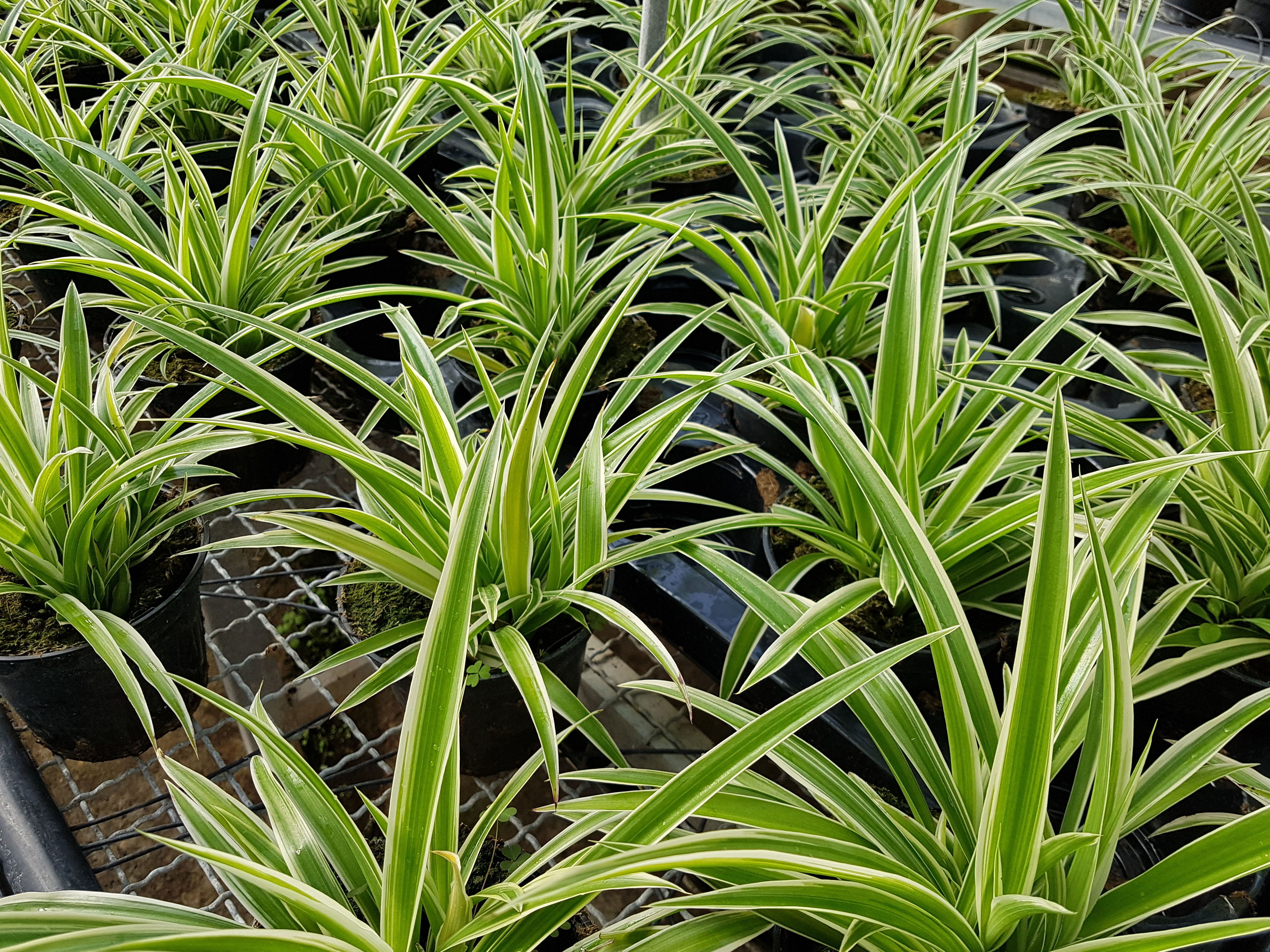 PLANTA VERDE DE INTERIOR: Conoce nuestro vivero de Viveros Algeplant PLANTA VERDE DE INTERIOR: Conoce nuestro vivero de Viveros Algeplant