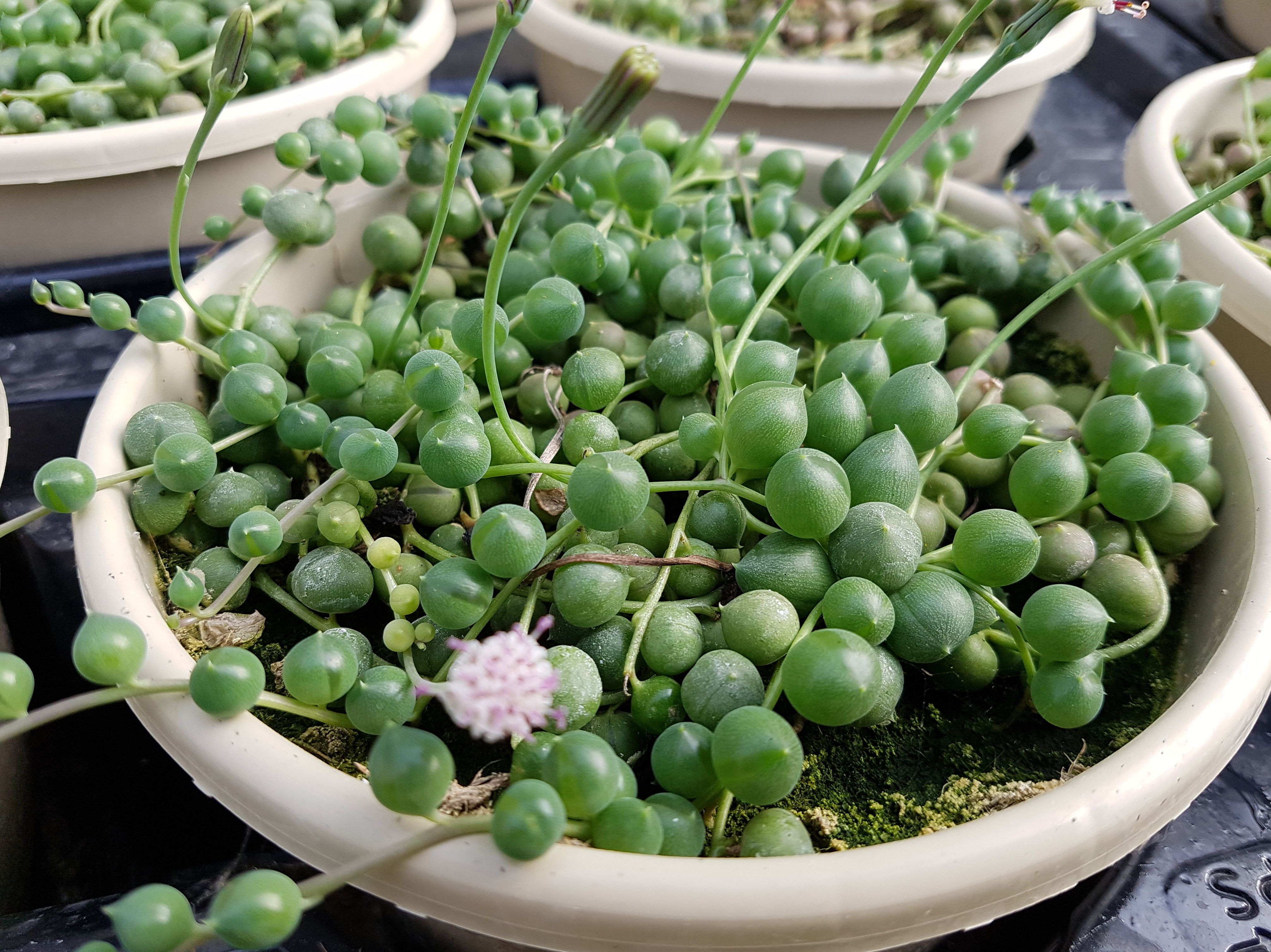 PLANTAS CRASAS: Conoce nuestro vivero de Viveros Algeplant PLANTAS CRASAS: Conoce nuestro vivero de Viveros Algeplant