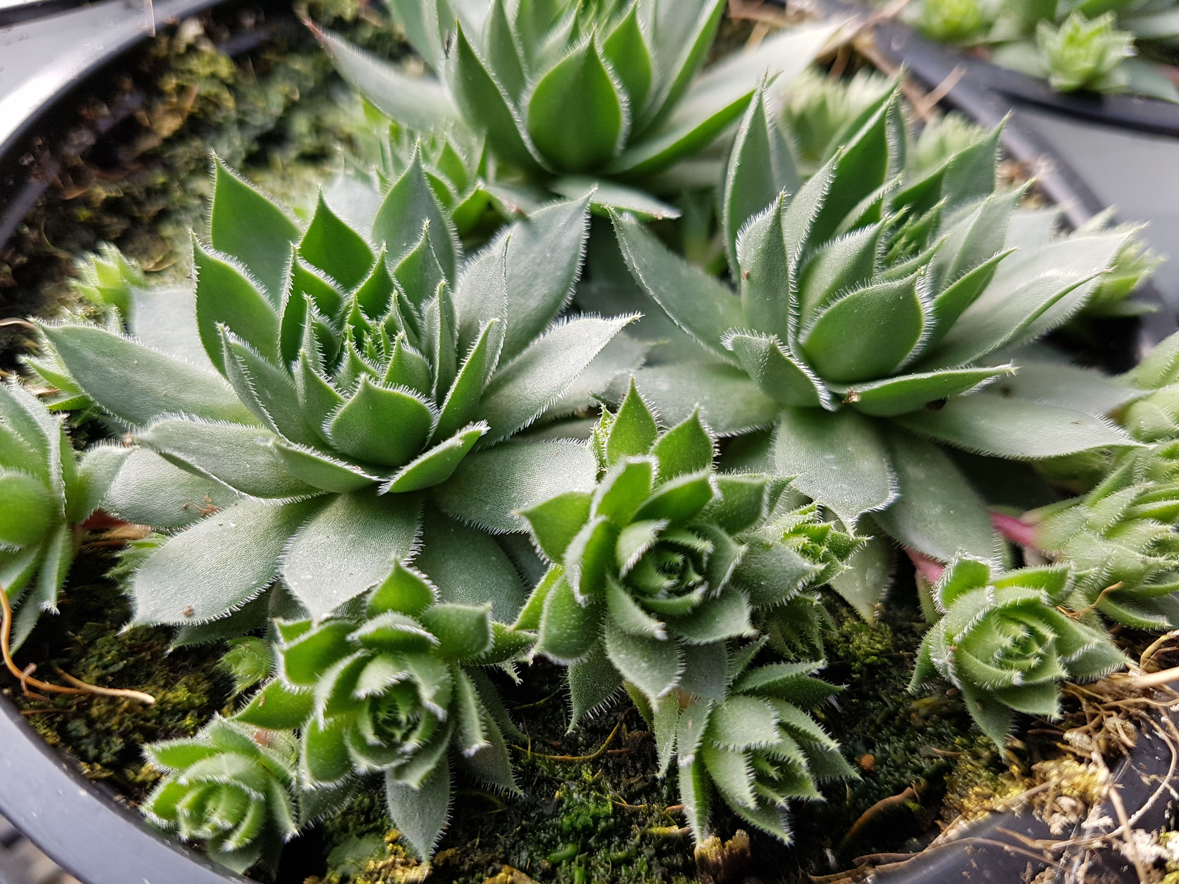 PLANTAS CRASAS: Conoce nuestro vivero de Viveros Algeplant PLANTAS CRASAS: Conoce nuestro vivero de Viveros Algeplant