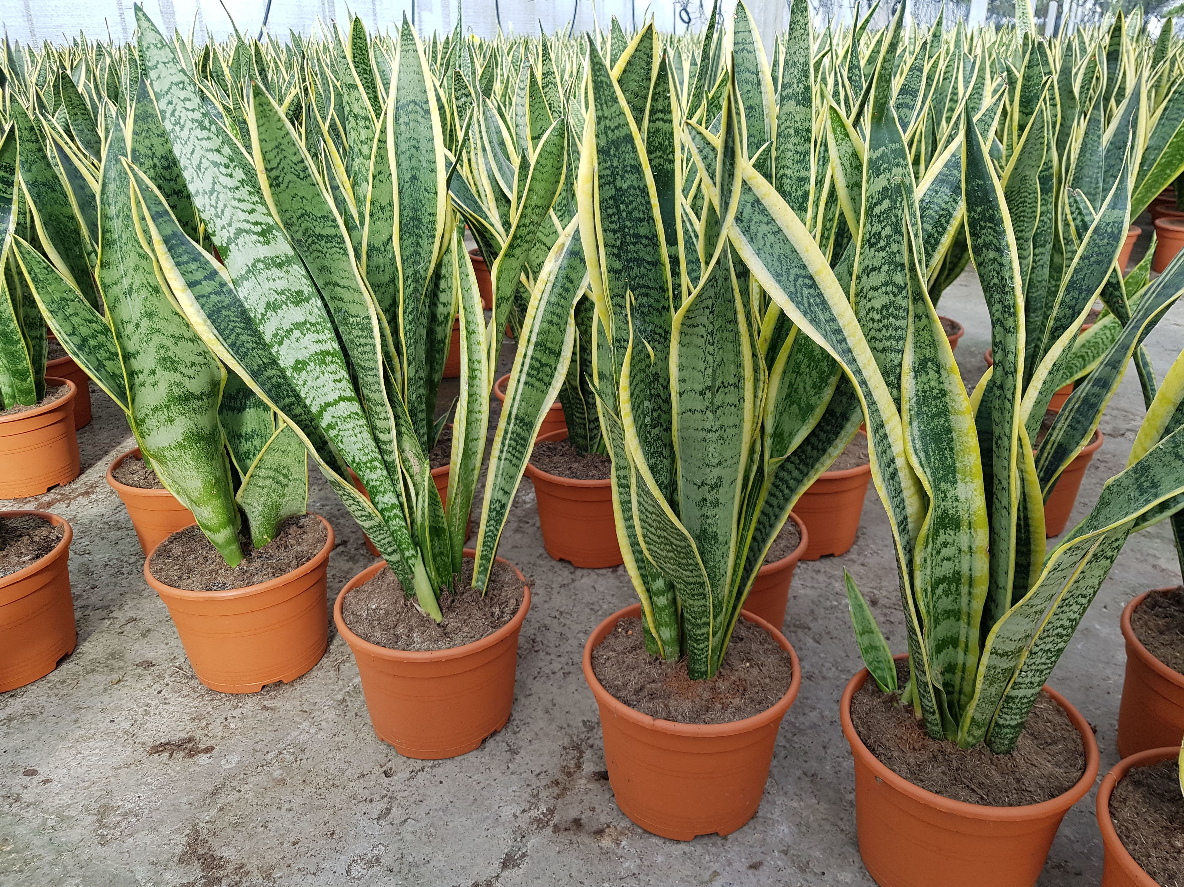 PLANTA VERDE DE INTERIOR: Conoce nuestro vivero de Viveros Algeplant PLANTA VERDE DE INTERIOR: Conoce nuestro vivero de Viveros Algeplant