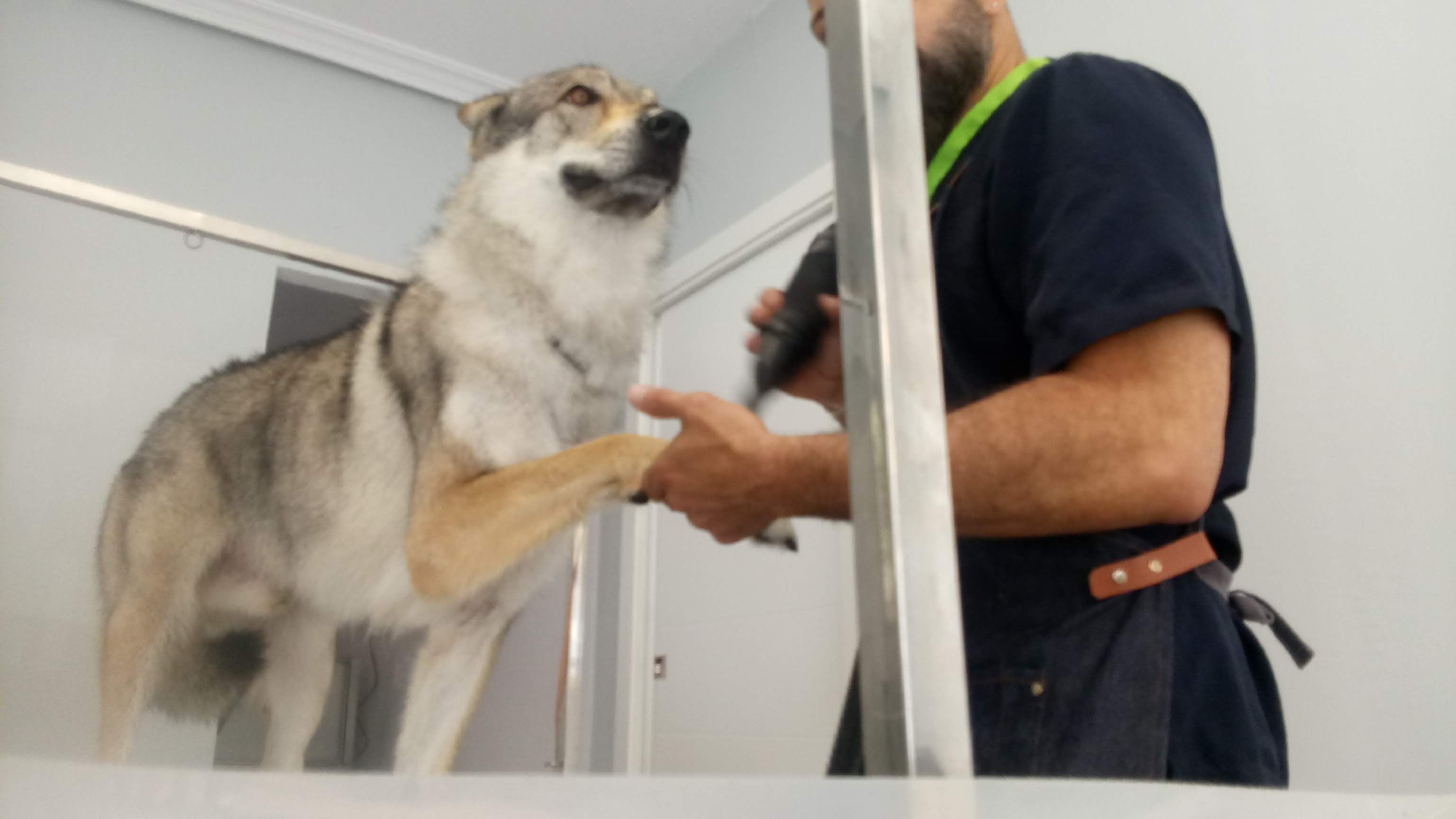 Estética: Servicios de Art Perros Estética: Servicios de Art Perros