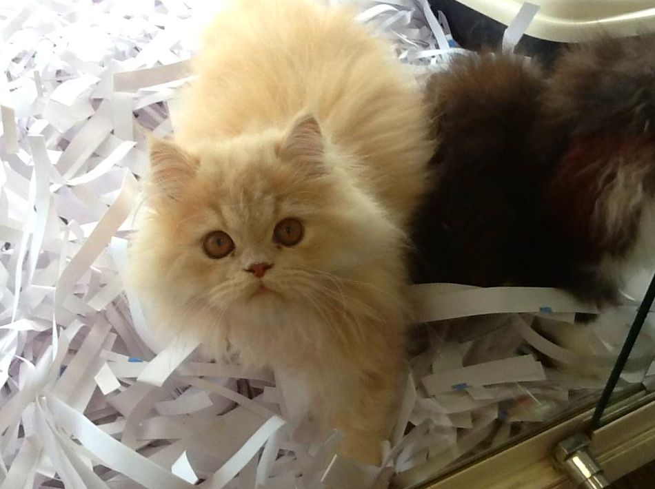 Gatos persas y exóticos: Productos y servicios de El Gato Persa Gatos persas y exóticos: Productos y servicios de El Gato Persa