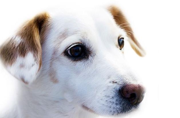 Dermatología veterinaria: Productos y Servicios de Clínica Veterinaria Manises Dermatología veterinaria: Productos y Servicios de Clínica Veterinaria Manises