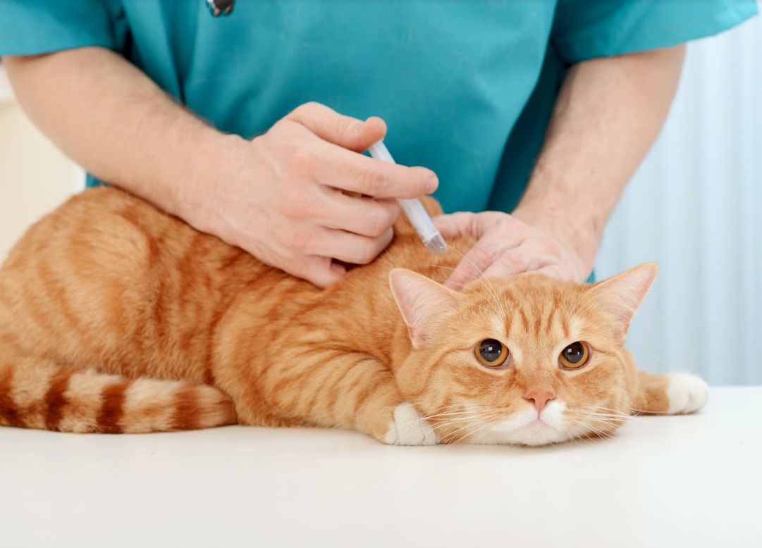 Desparasitaciones: Productos y Servicios de Clínica Veterinaria Manises Desparasitaciones: Productos y Servicios de Clínica Veterinaria Manises