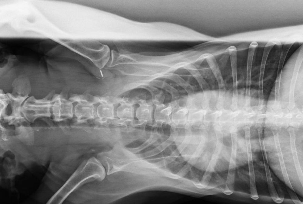 Radiodiagnóstico veterinario: Productos y Servicios de Clínica Veterinaria Manises Radiodiagnóstico veterinario: Productos y Servicios de Clínica Veterinaria Manises