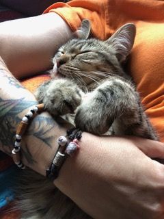 La despedida: Servicios de Sistema Integral de Mascotas - SIM La despedida: Servicios de Sistema Integral de Mascotas - SIM