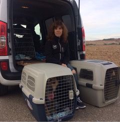 Transportes especializados: Servicios de Sistema Integral de Mascotas - SIM Transportes especializados: Servicios de Sistema Integral de Mascotas - SIM