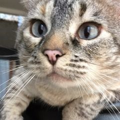 Otros servicios: Servicios de Sistema Integral de Mascotas - SIM Otros servicios: Servicios de Sistema Integral de Mascotas - SIM