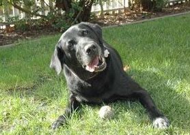 SÍNDROME VESTIBULAR: de Clínica Veterinaria Rocafort SÍNDROME VESTIBULAR: de Clínica Veterinaria Rocafort