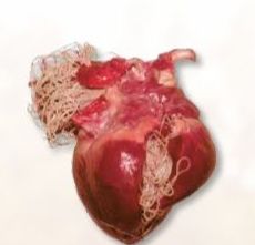 Dirofilariosis. : de Clínica Veterinaria Rocafort Dirofilariosis. : de Clínica Veterinaria Rocafort