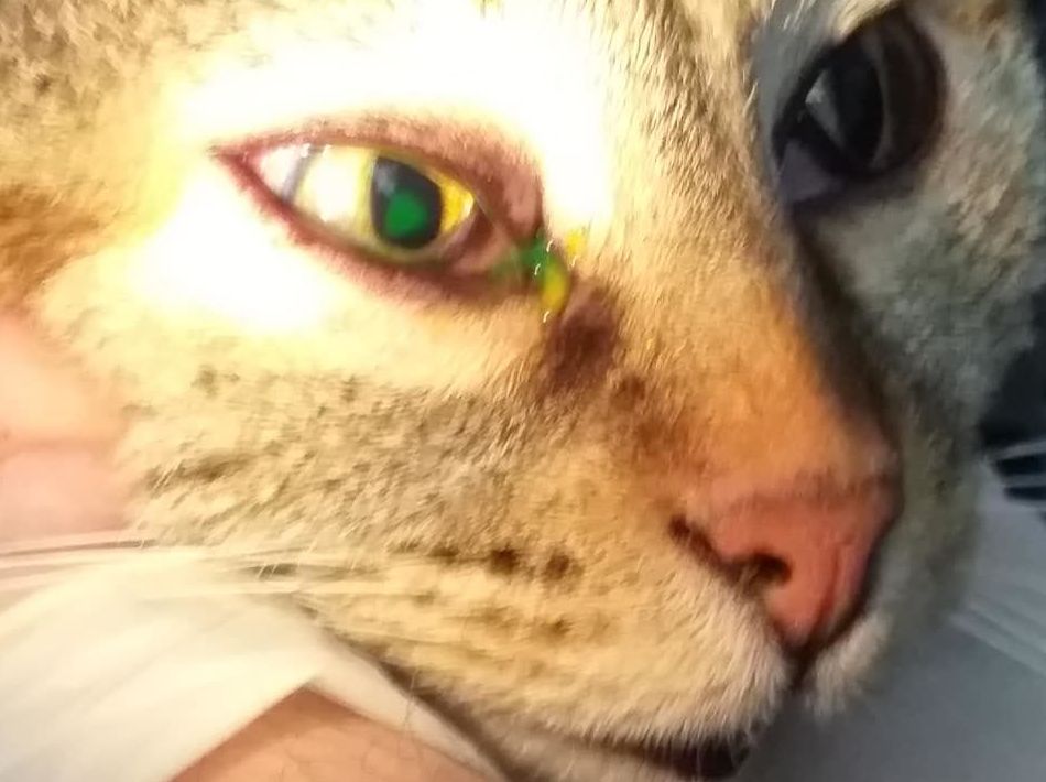 Úlcera en un ojo. Úlcera en un ojo.