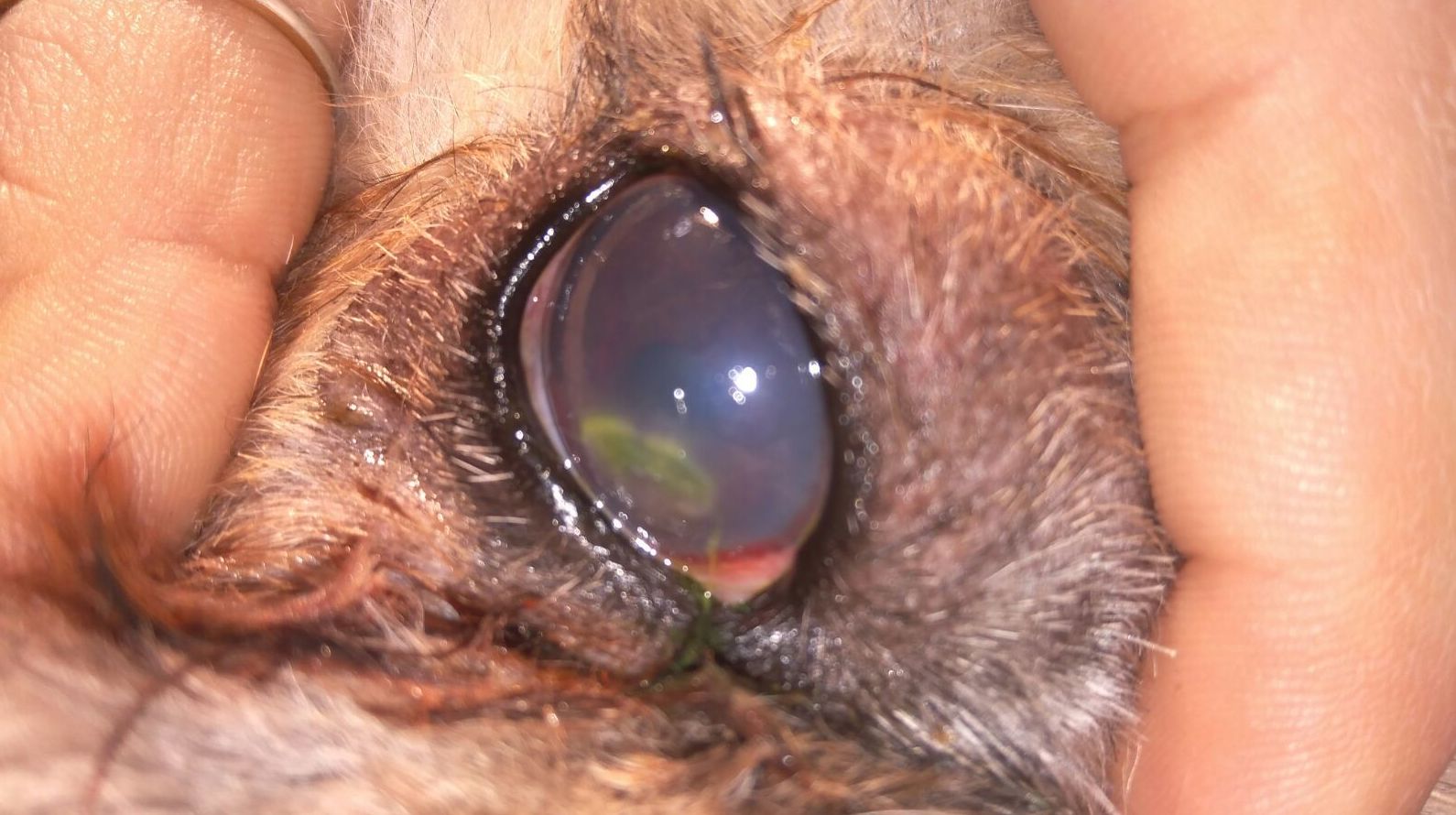 Glaucoma: de Clínica Veterinaria Rocafort Glaucoma: de Clínica Veterinaria Rocafort