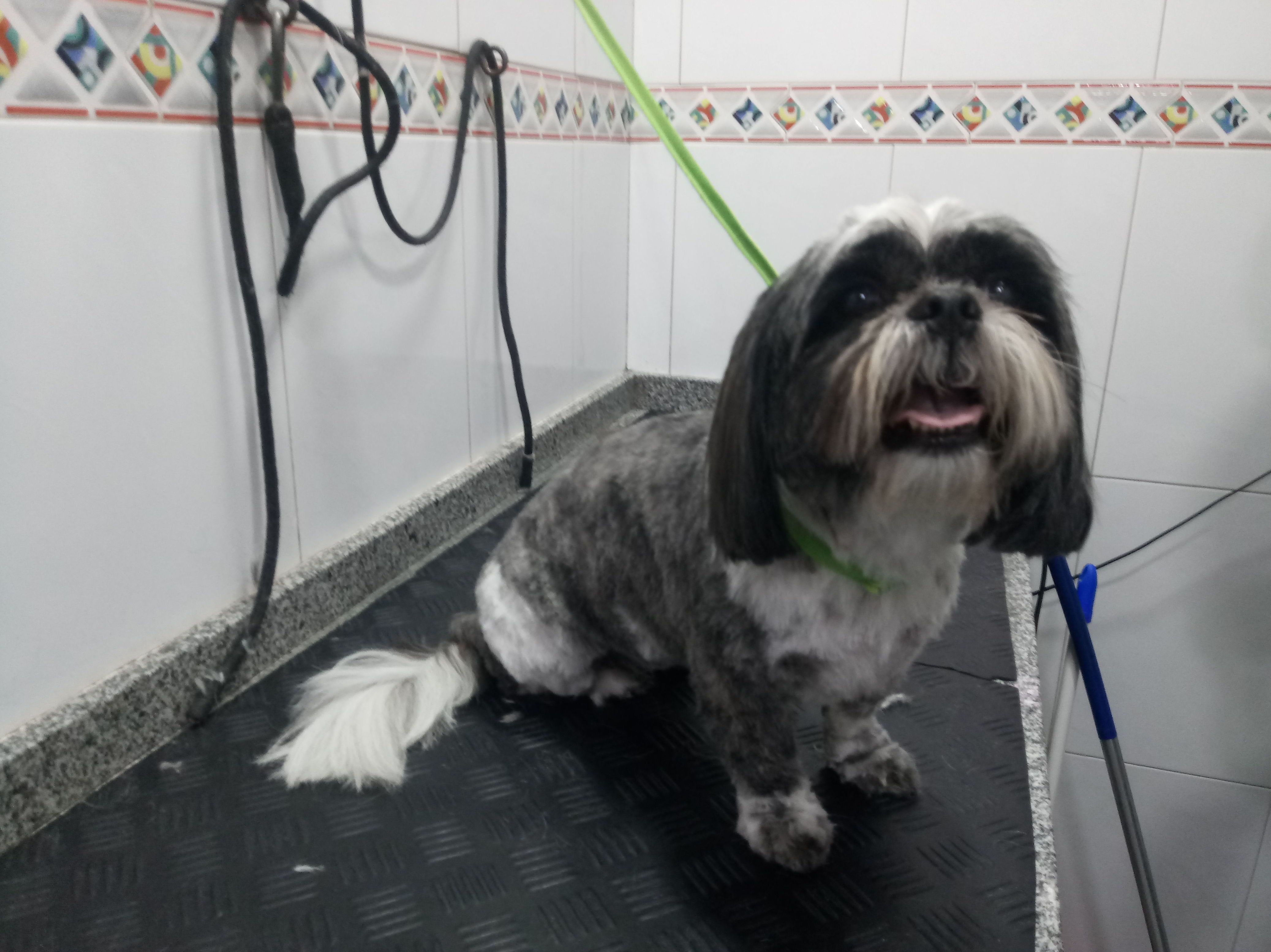 Peluquería: Servicios de Clínica Veterinaria Rocafort Peluquería: Servicios de Clínica Veterinaria Rocafort