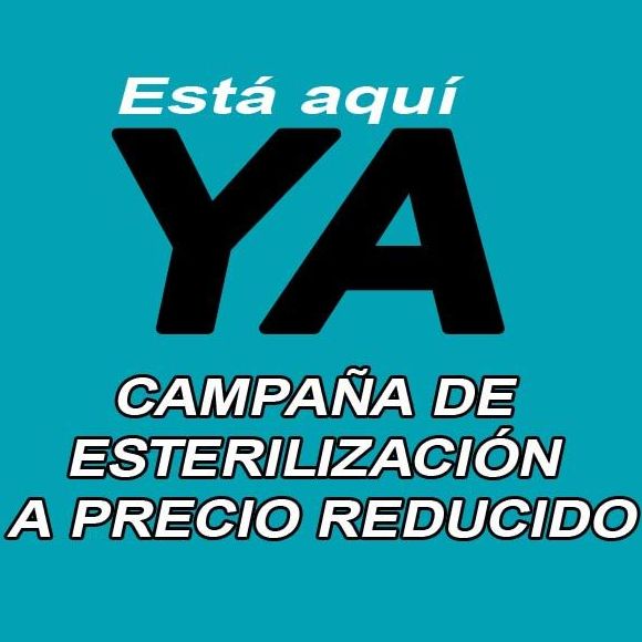 CAMPAÑA DE ESTERILLIZACIÓN A PRECIO REDUCIDO.: Servicios de Clínica Veterinaria Rocafort CAMPAÑA DE ESTERILLIZACIÓN A PRECIO REDUCIDO.: Servicios de Clínica Veterinaria Rocafort