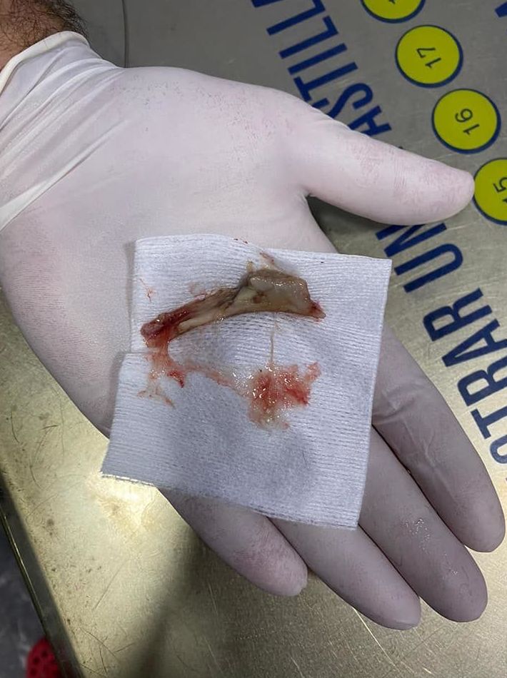 NO HUESOS!!!!: de Clínica Veterinaria Rocafort NO HUESOS!!!!: de Clínica Veterinaria Rocafort