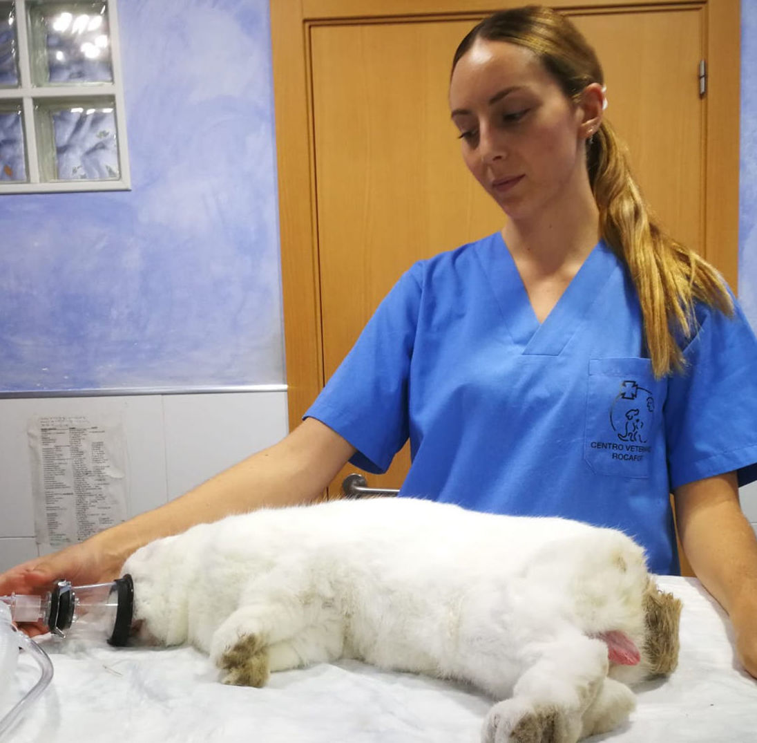 Neus Bargues - Auxiliar Veterinaria: Servicios de Clínica Veterinaria Rocafort Neus Bargues - Auxiliar Veterinaria: Servicios de Clínica Veterinaria Rocafort