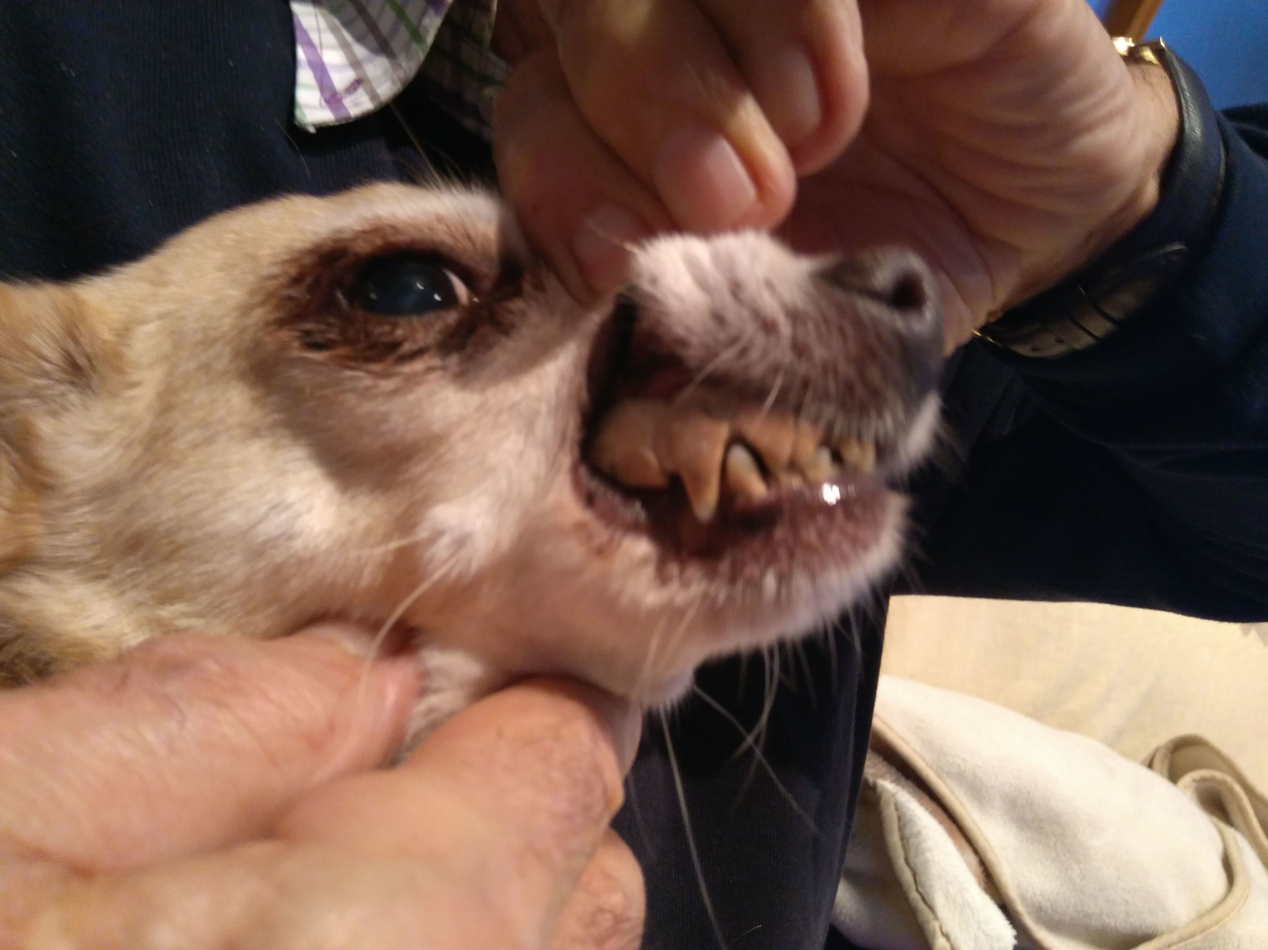 Salud bucodental: de Clínica Veterinaria Rocafort Salud bucodental: de Clínica Veterinaria Rocafort