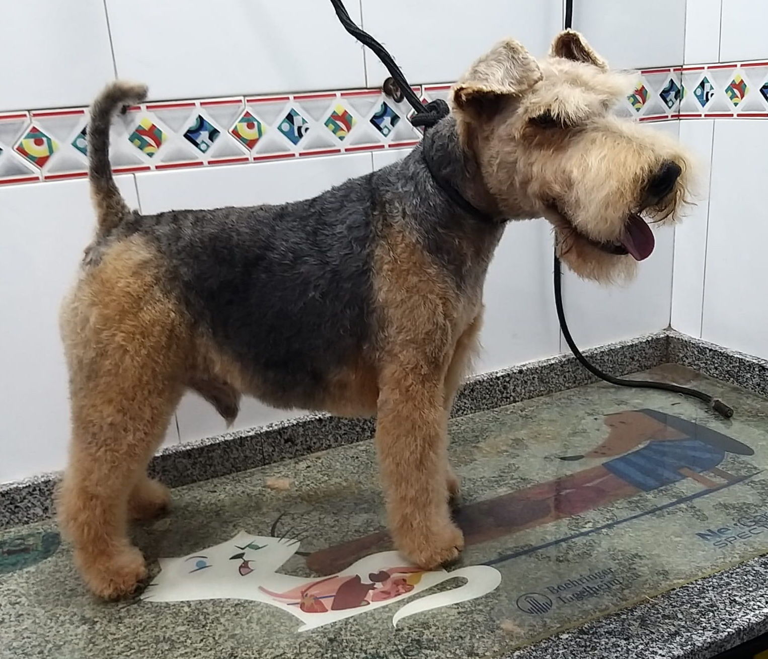Servicio de peluquería.: de Clínica Veterinaria Rocafort Servicio de peluquería.: de Clínica Veterinaria Rocafort