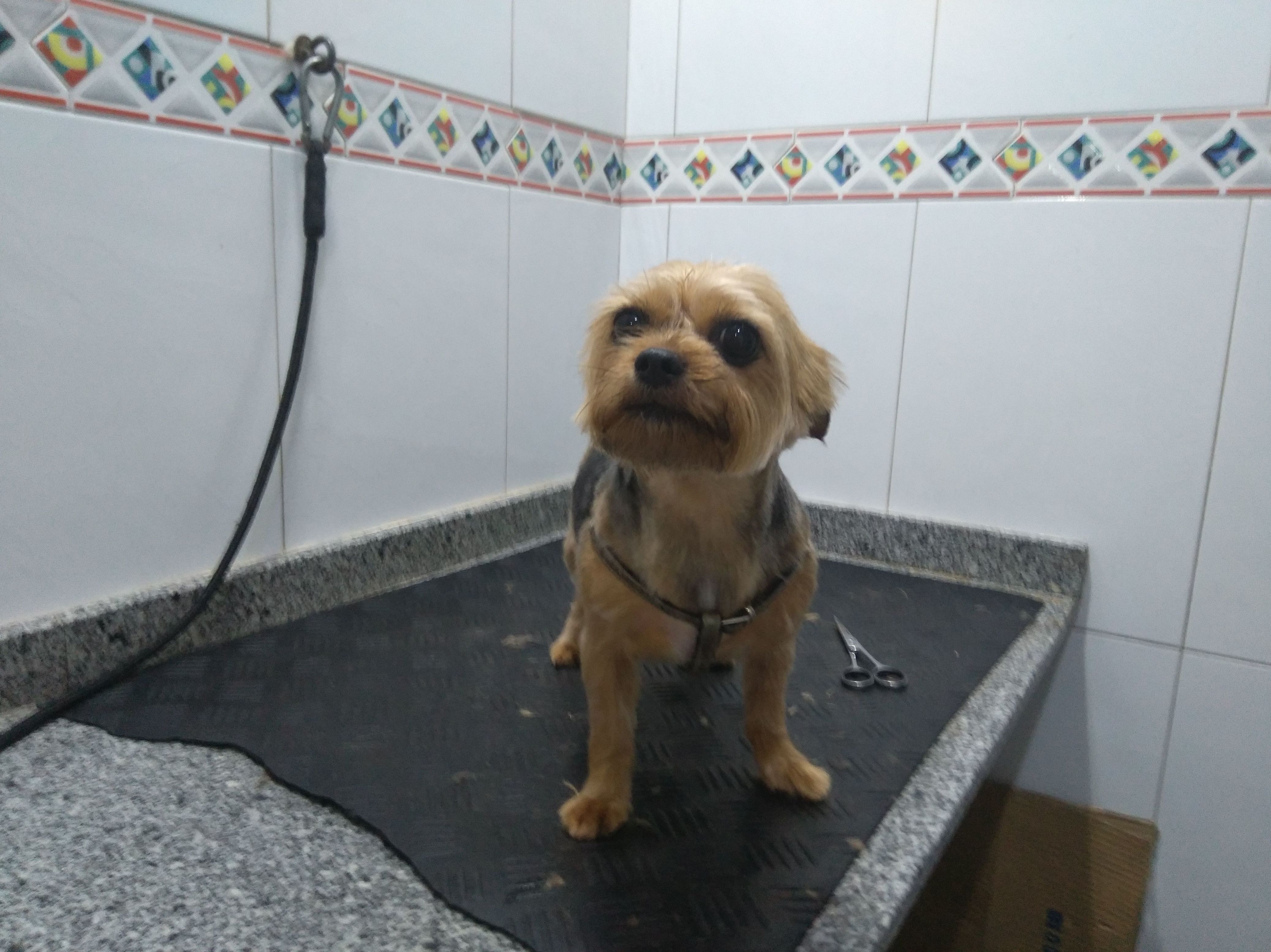 Peluquería: Servicios de Clínica Veterinaria Rocafort Peluquería: Servicios de Clínica Veterinaria Rocafort