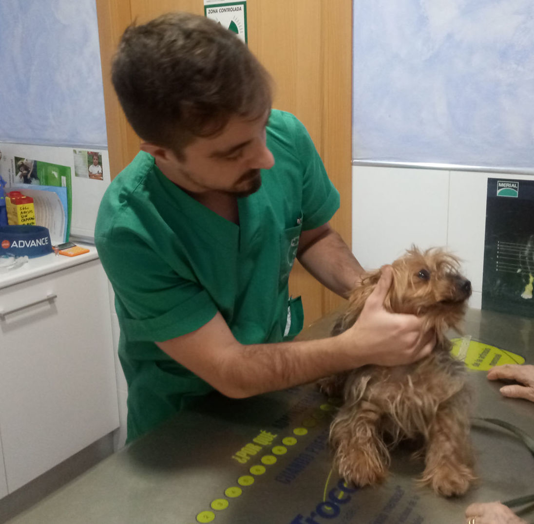 Juan Errando - Veterinario: Servicios de Clínica Veterinaria Rocafort Juan Errando - Veterinario: Servicios de Clínica Veterinaria Rocafort