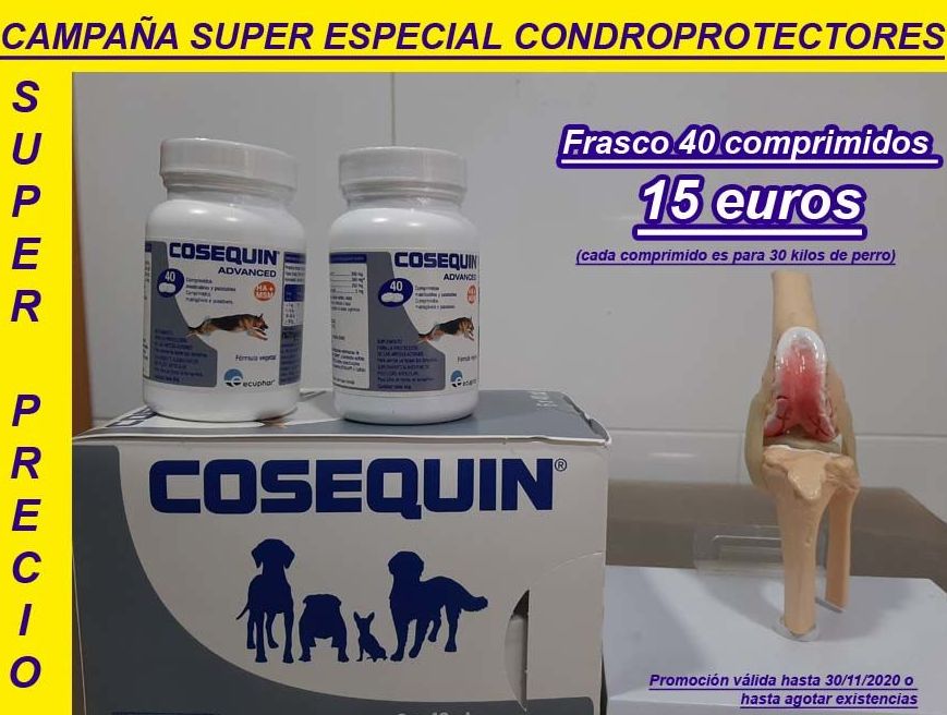 CAMPAÑA SUPER ESPECIAL CONDROPROTECTORES: Servicios de Clínica Veterinaria Rocafort CAMPAÑA SUPER ESPECIAL CONDROPROTECTORES: Servicios de Clínica Veterinaria Rocafort
