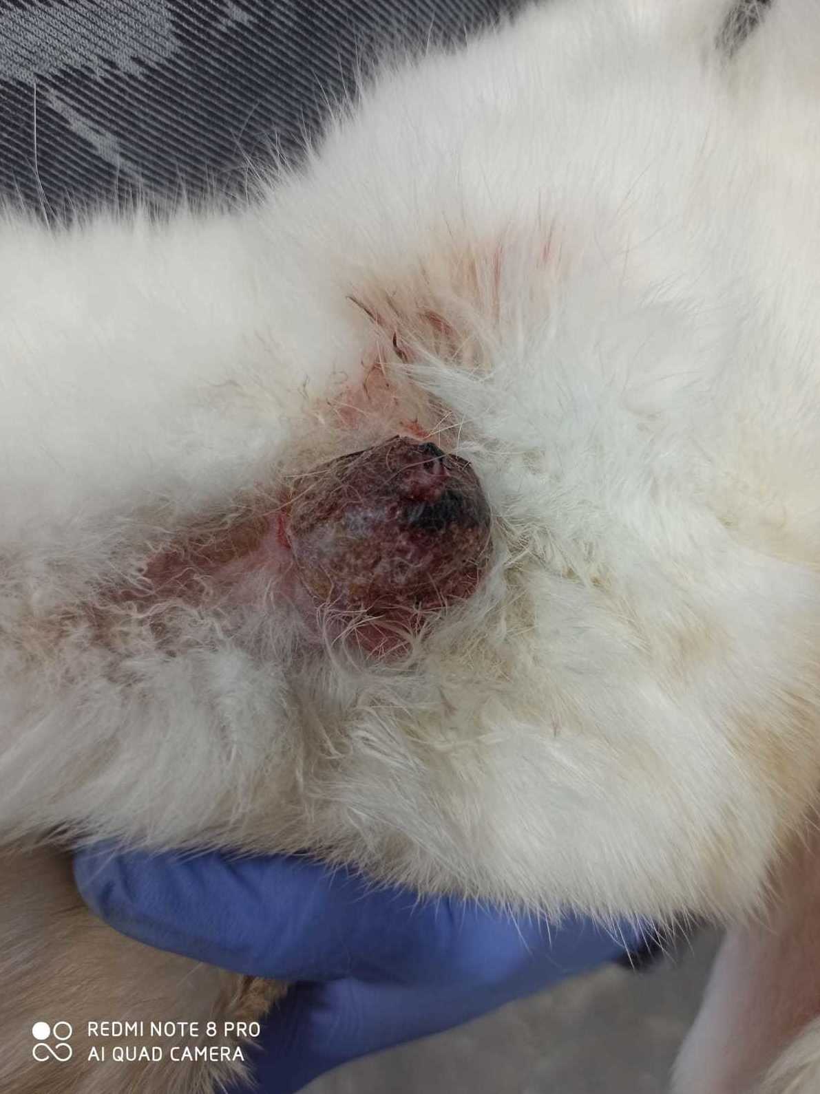 Cáncer en un conejo. Cáncer en un conejo.
