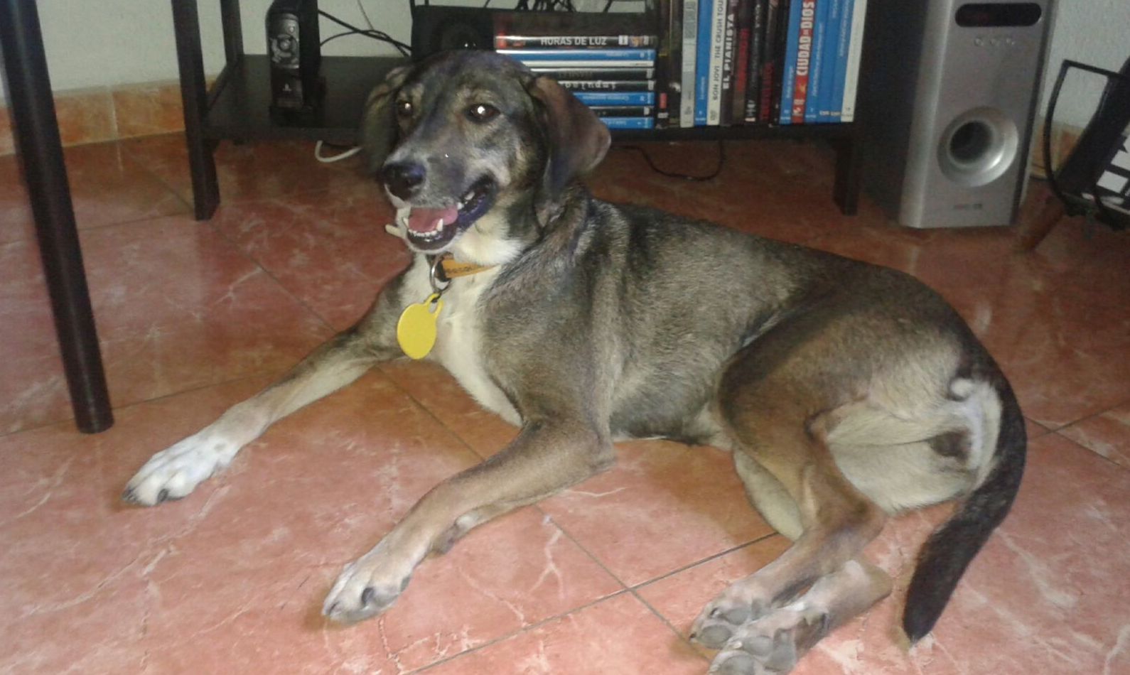 Epilepsia Canina.: de Clínica Veterinaria Rocafort Epilepsia Canina.: de Clínica Veterinaria Rocafort