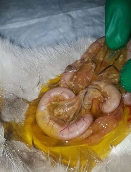 PERITONITIS INFECCIOSA. PERITONITIS INFECCIOSA.